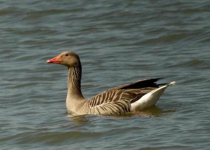 Wild goose