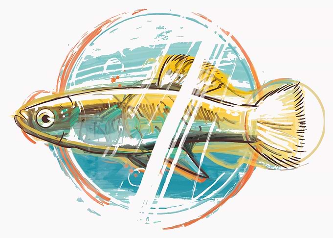 Watercolor fish