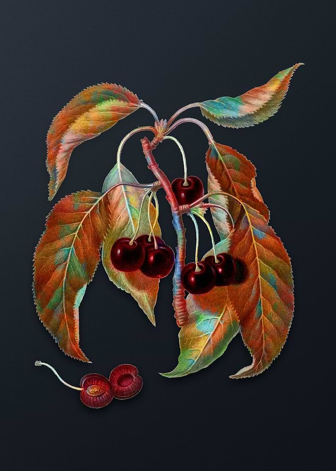 Hard Fleshed Cherry