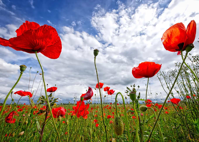 Klatschmohn Poppy