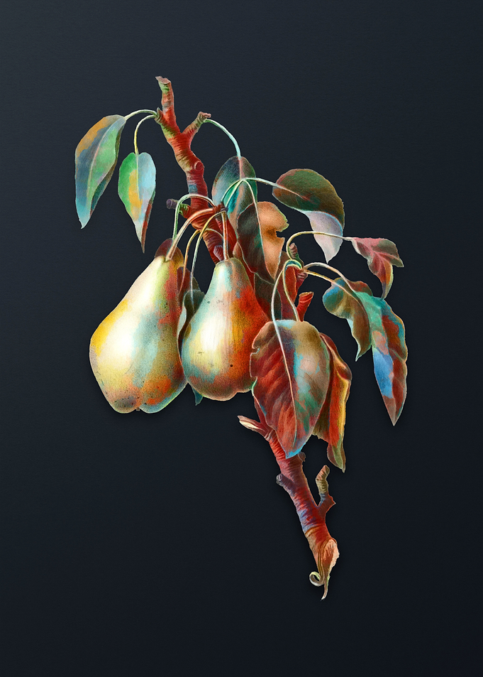 Vintage Lemon Pear on Gray