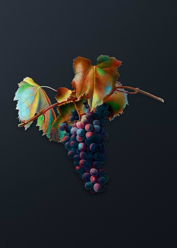 Vintage Grape Vine on Gray