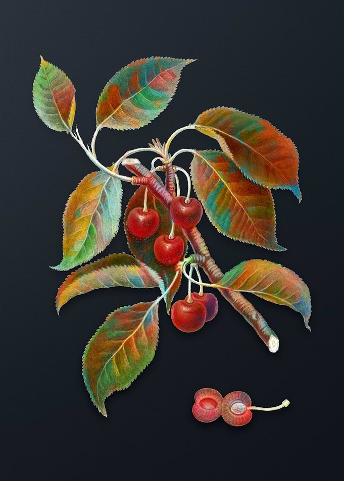 Vintage Sour Cherry