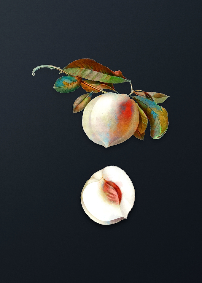 Vintage Peach on Dark Gray