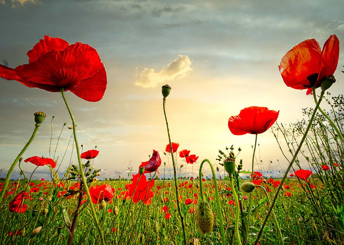 Klatschmohn Poppy
