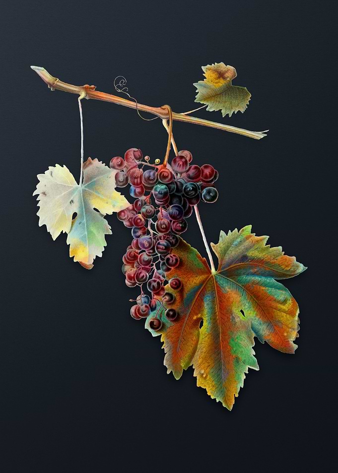 Vintage Grape Colorino