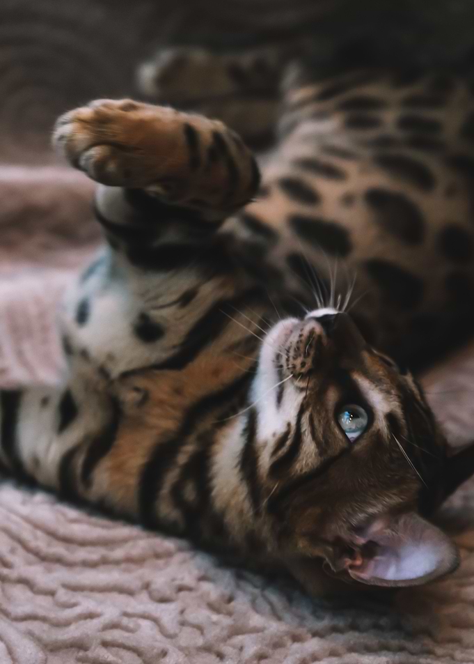 Cat Cats Feline Kitty