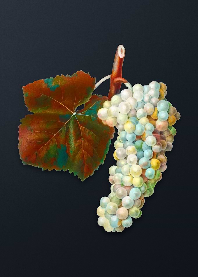 Vintage White Grape