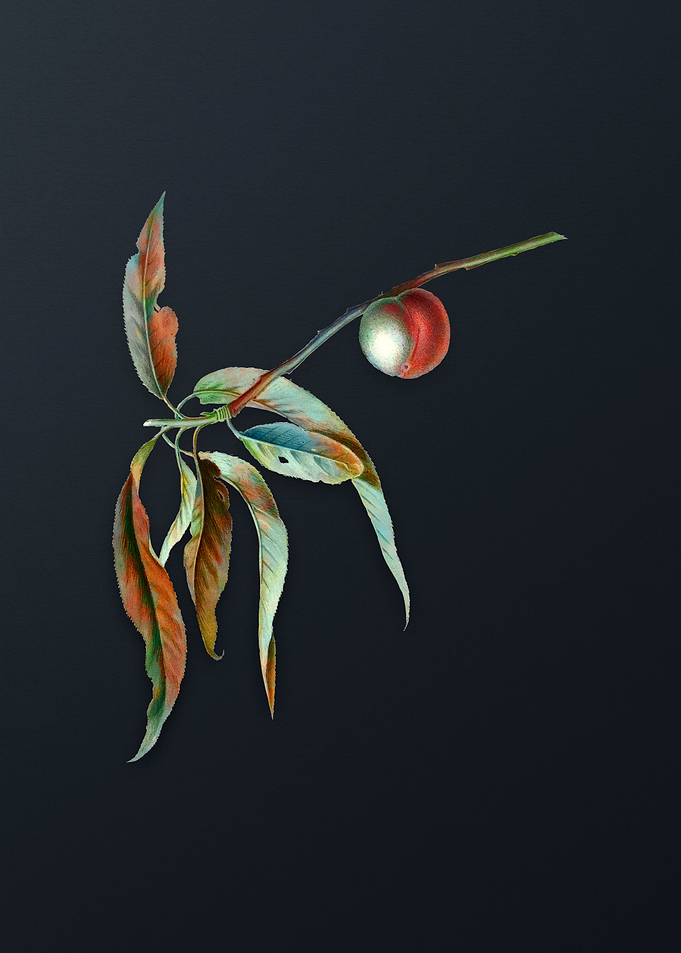 Vintage Peach on Dark Gray