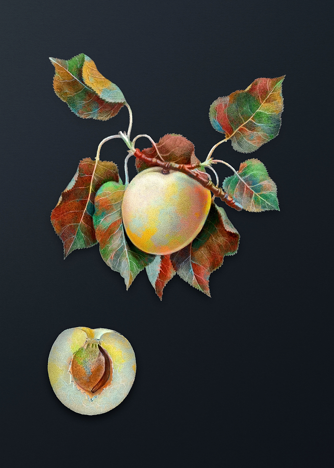Vintage German Apricot