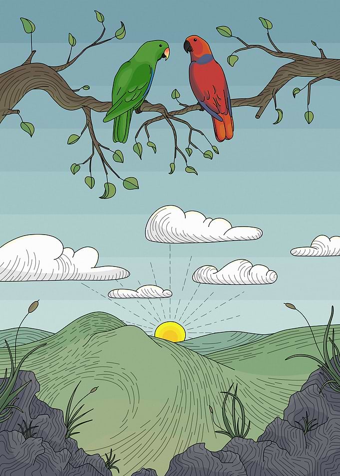 eclectus