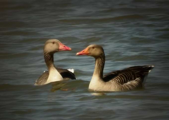 Wild geese