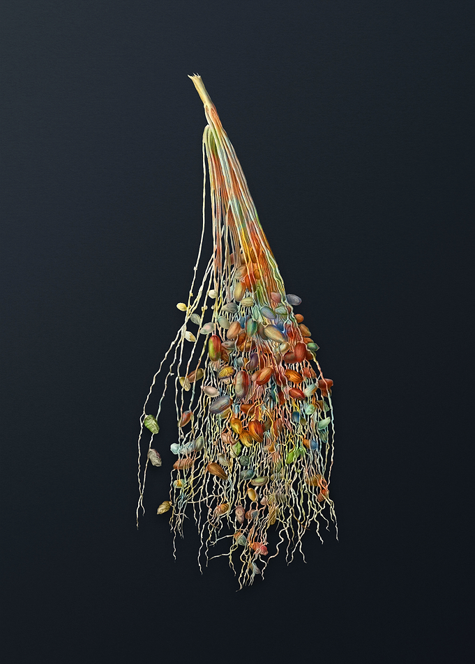 Normal Spadice of the Palm