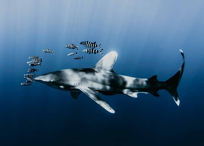Shark and friends