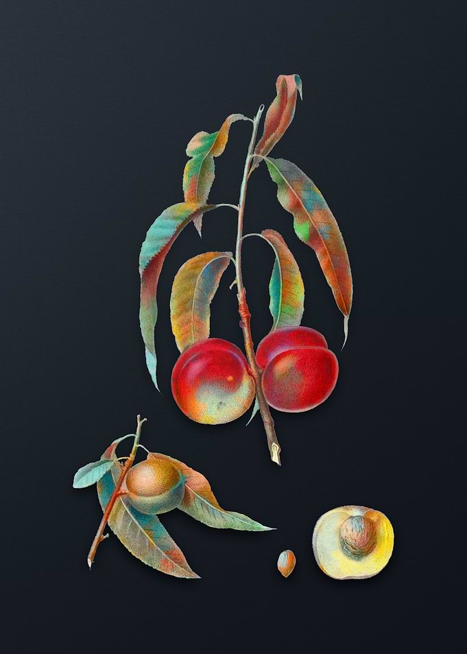 Vintage Walnut Peach