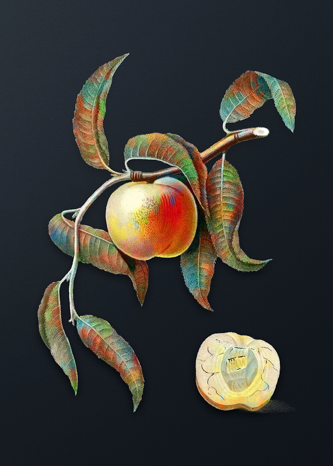 Vintage Peach on Dark Gray