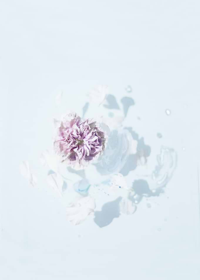 evie shaffer flower