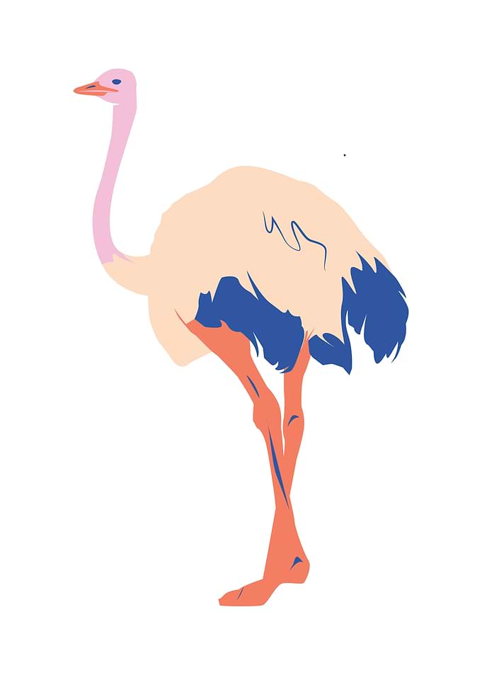 Nature Ostrich bird