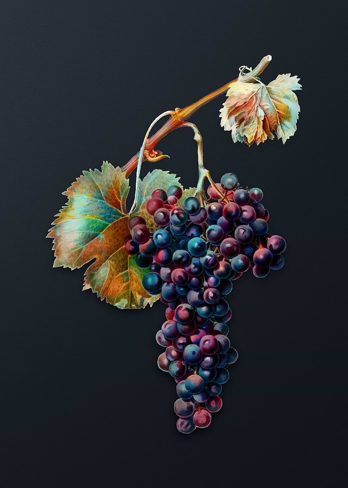 Vintage Grape Spanna