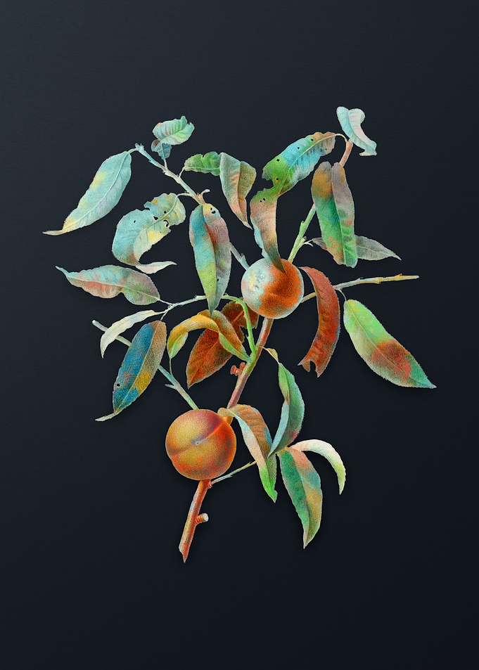 Vintage Peach on Dark Gray