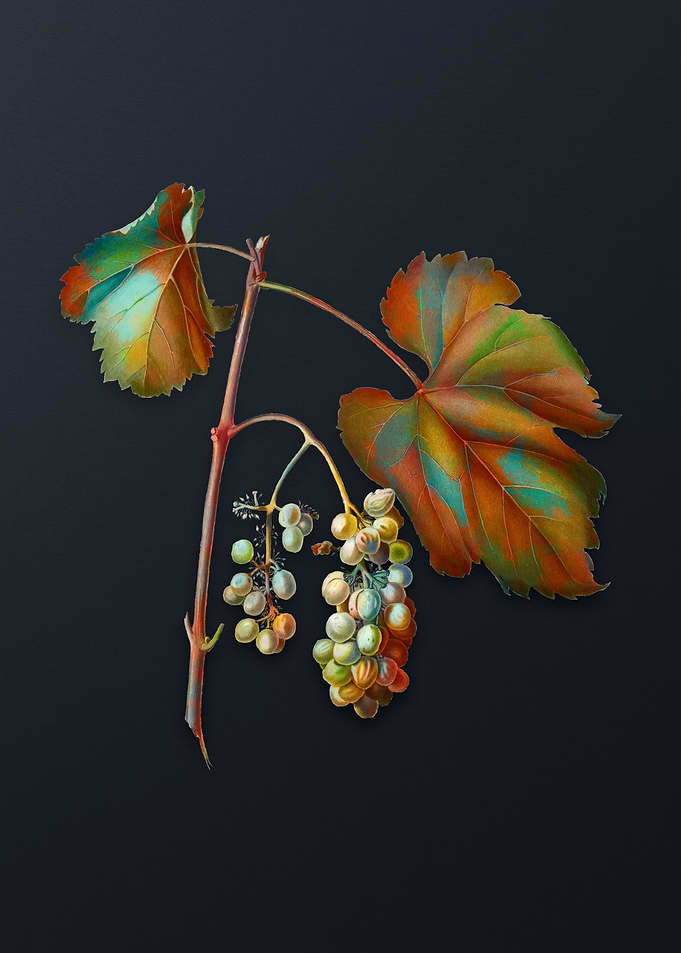 Vintage Friulli Grape