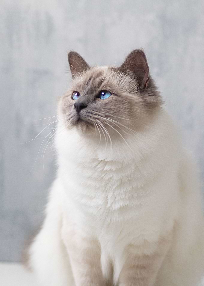 Cat Cats Feline Kitty