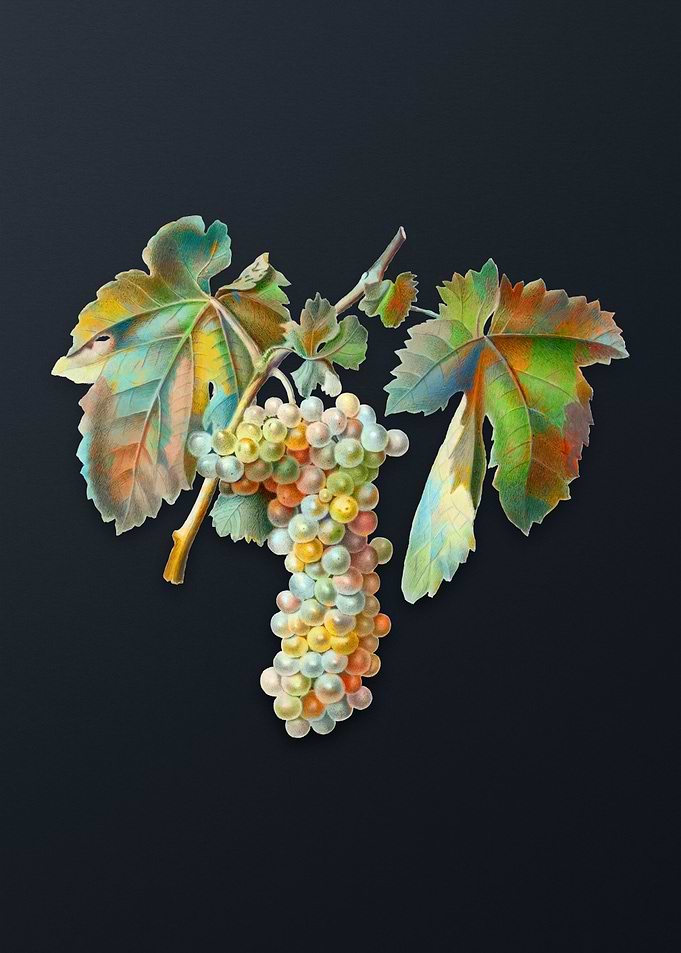 Vintage Trebbiano Grapes