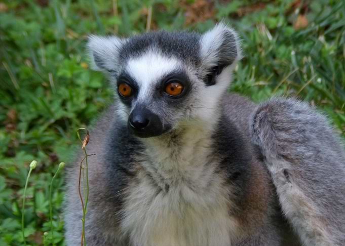 Ring tailed lemur