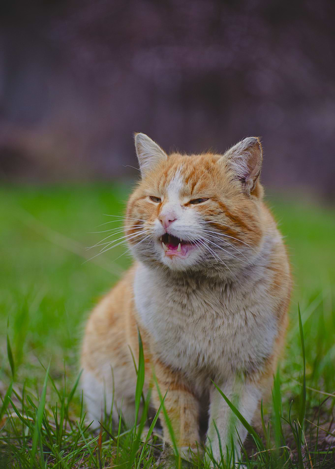 Cat Cats Feline Kitty