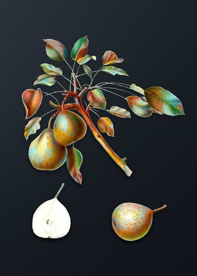 Vintage Pear on Dark Gray
