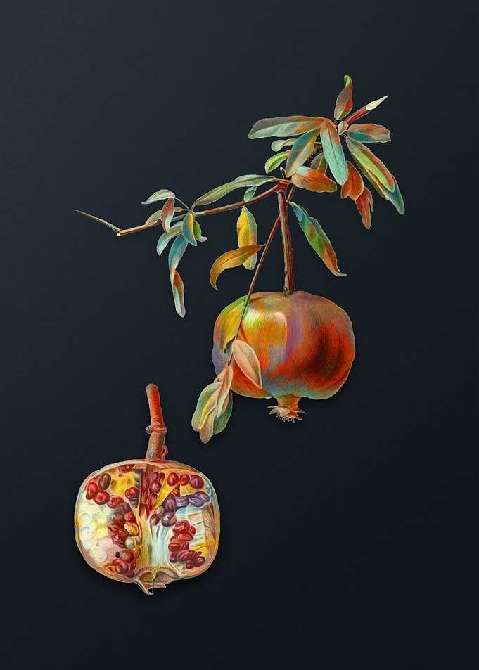 Vintage Pomegranate
