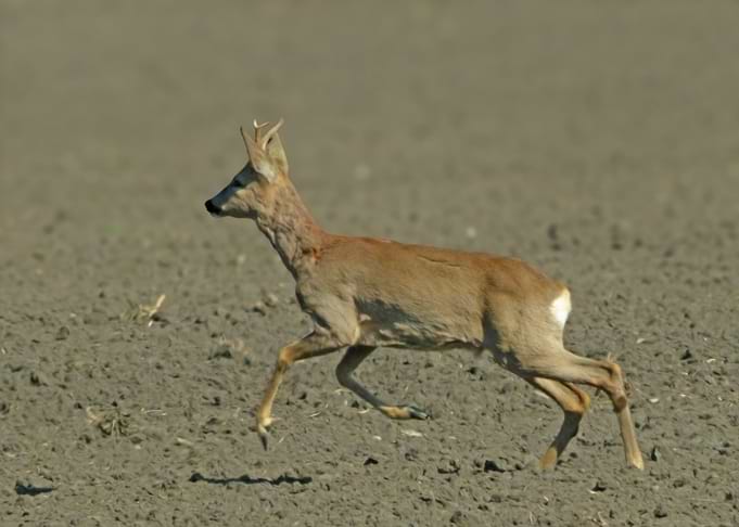 Roebuck