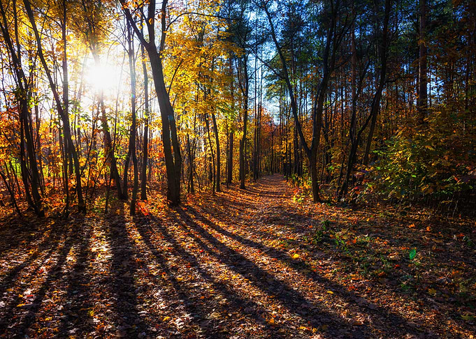 Sunset In Autumn Forest