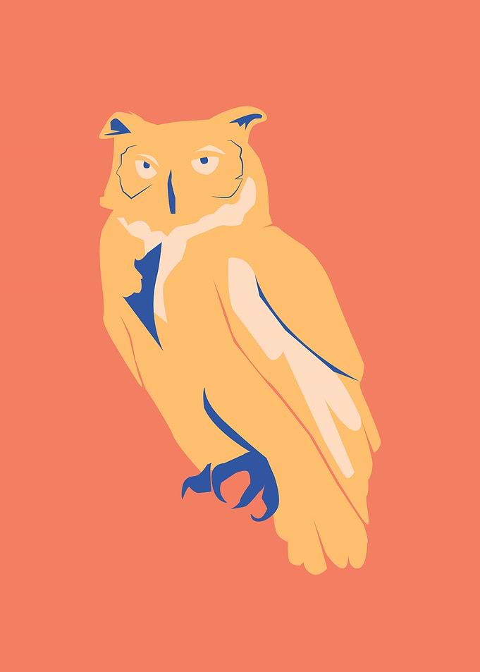 Owl bird wild life
