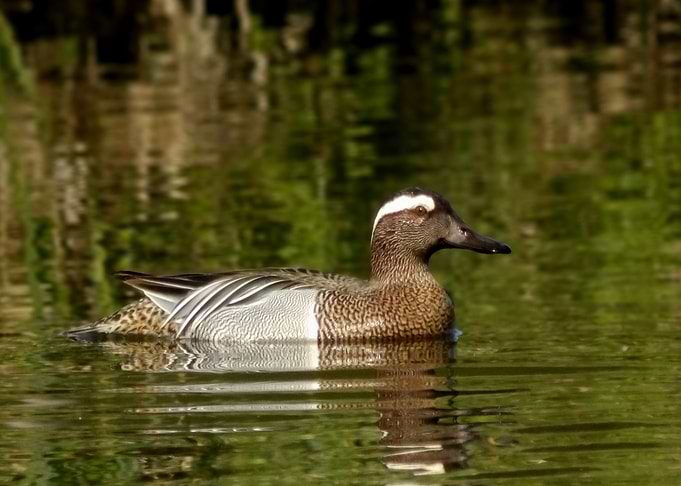 Garganey