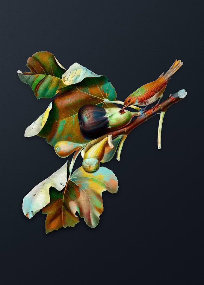 Fig Branch with Bird