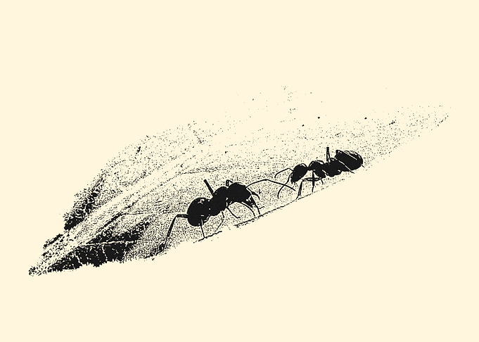 Two ants