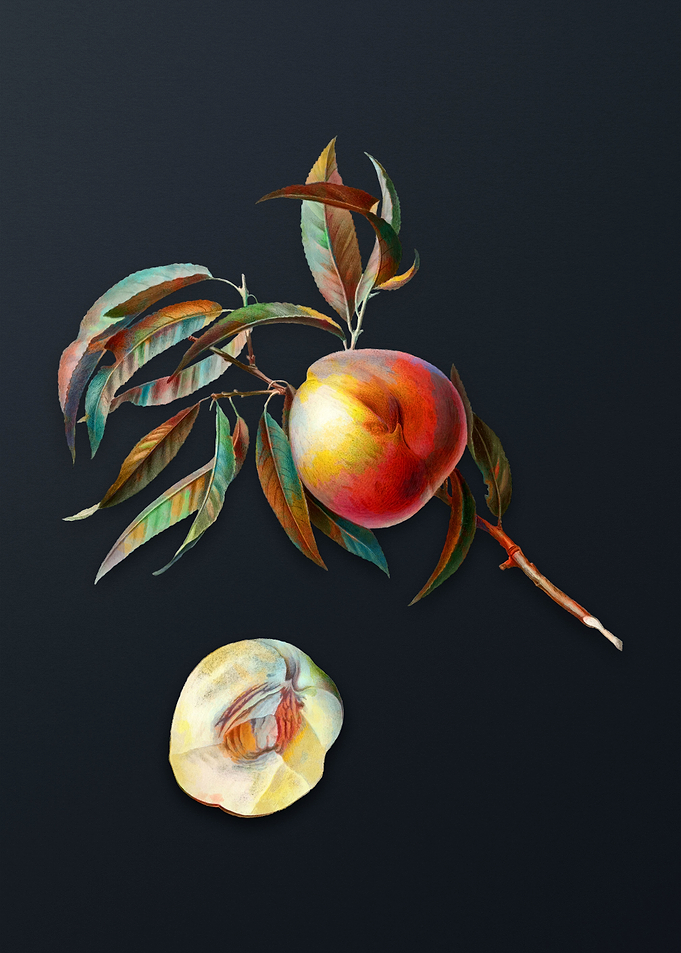 Vintage Peach on Dark Gray