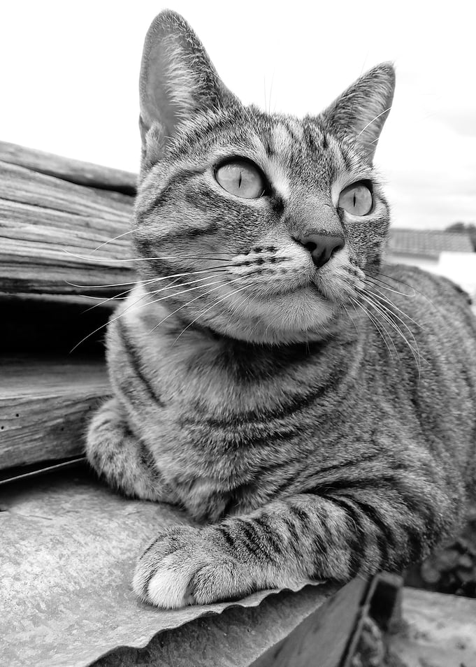 Cat portrait