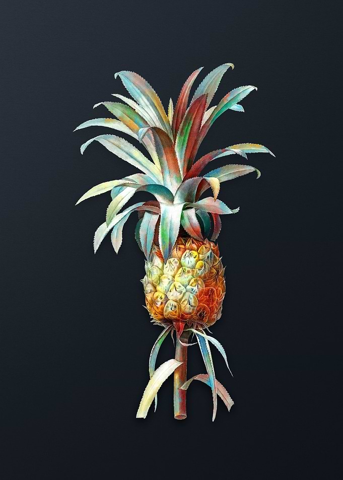Vintage Pineapple on Gray
