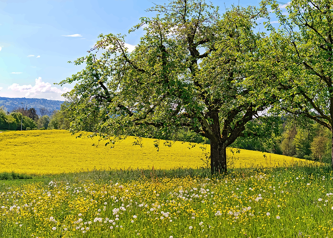 The Field