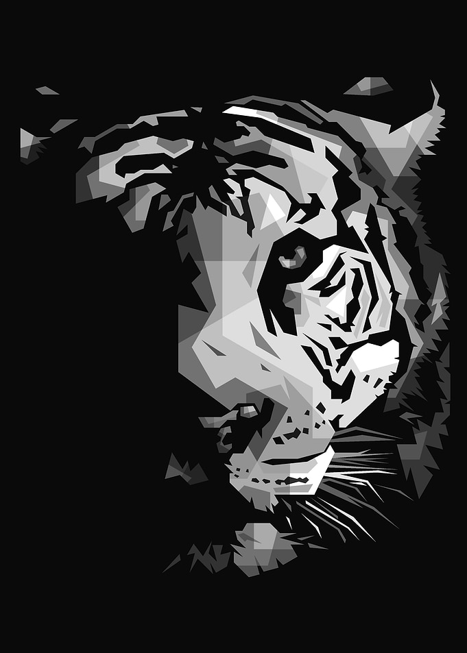 wild tiger head poster