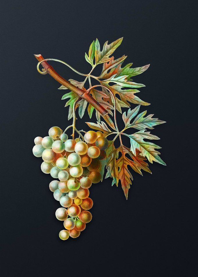 Vintage Grape Vine on Gray