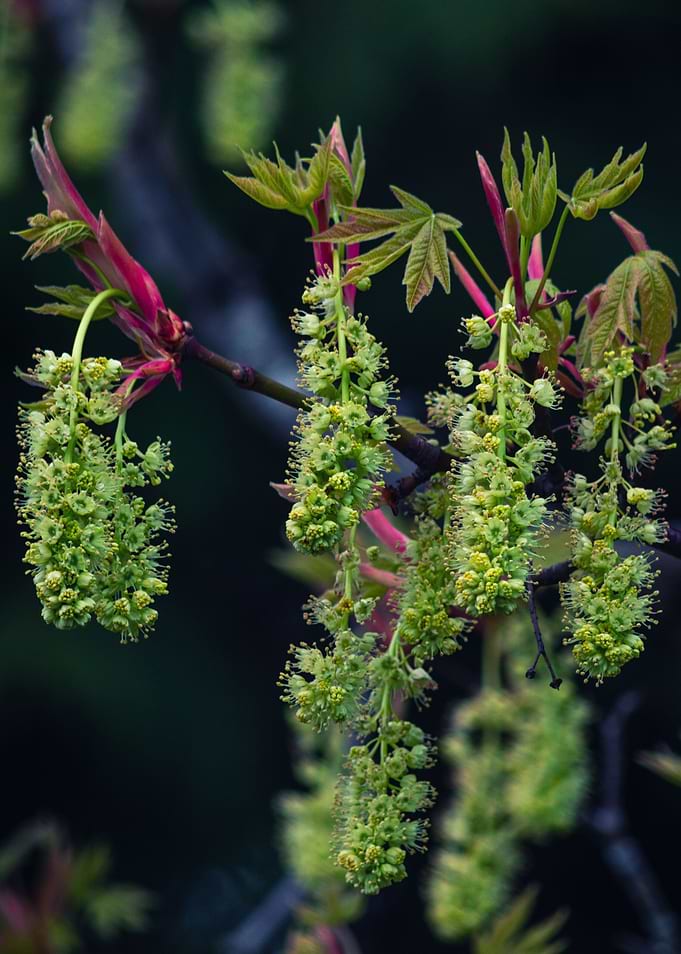 Caesalpinia