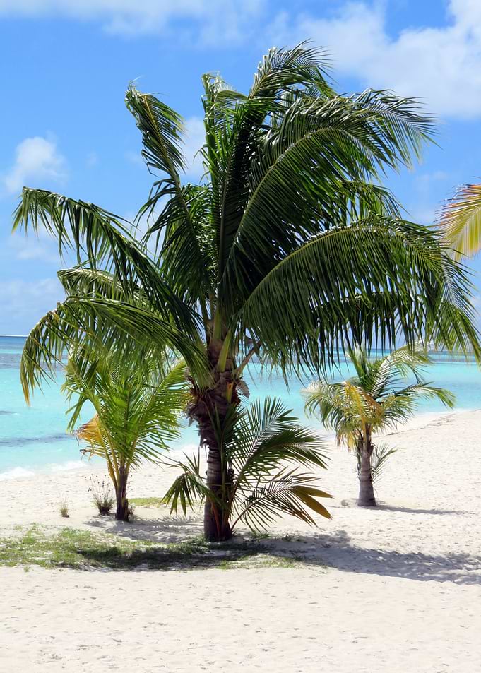 Palm tree at the Sea Beach