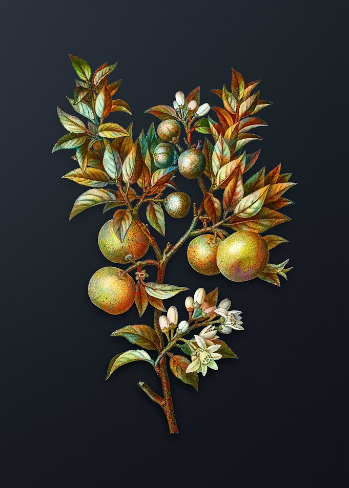 Vintage Bitter Orange