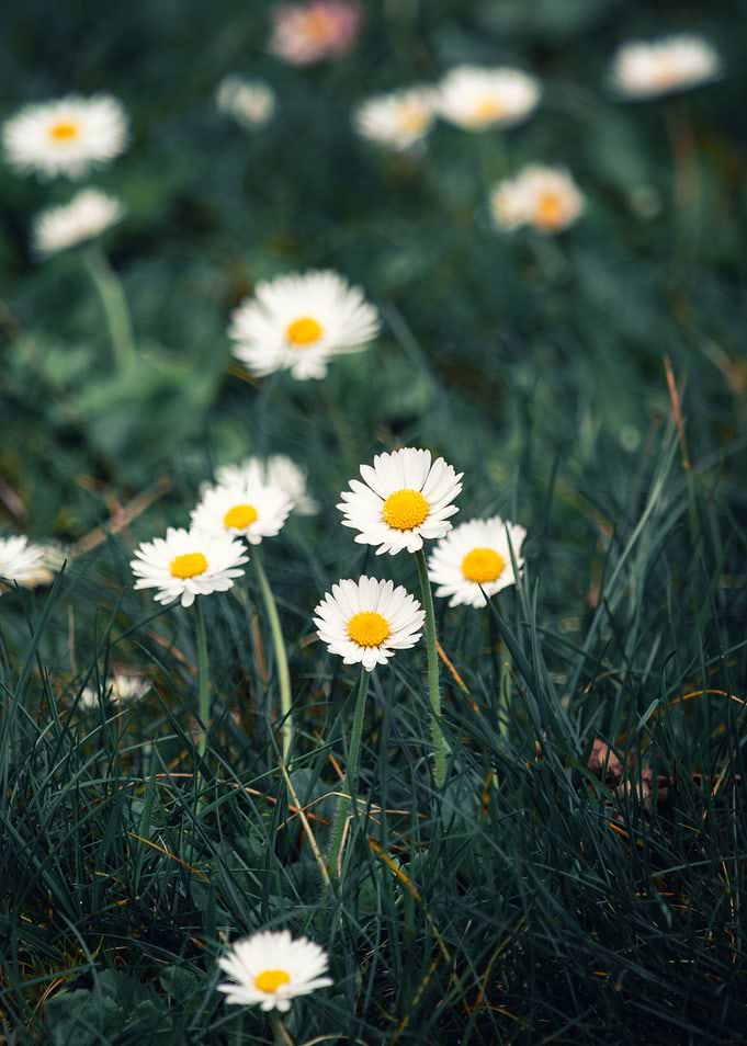 marguerite daisy flowers