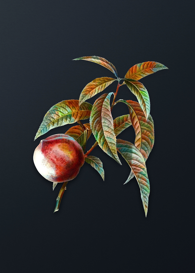 Vintage Peach on Dark Gray