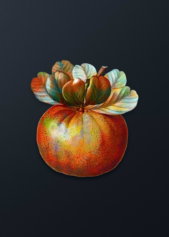 Vintage Bigarade Orange