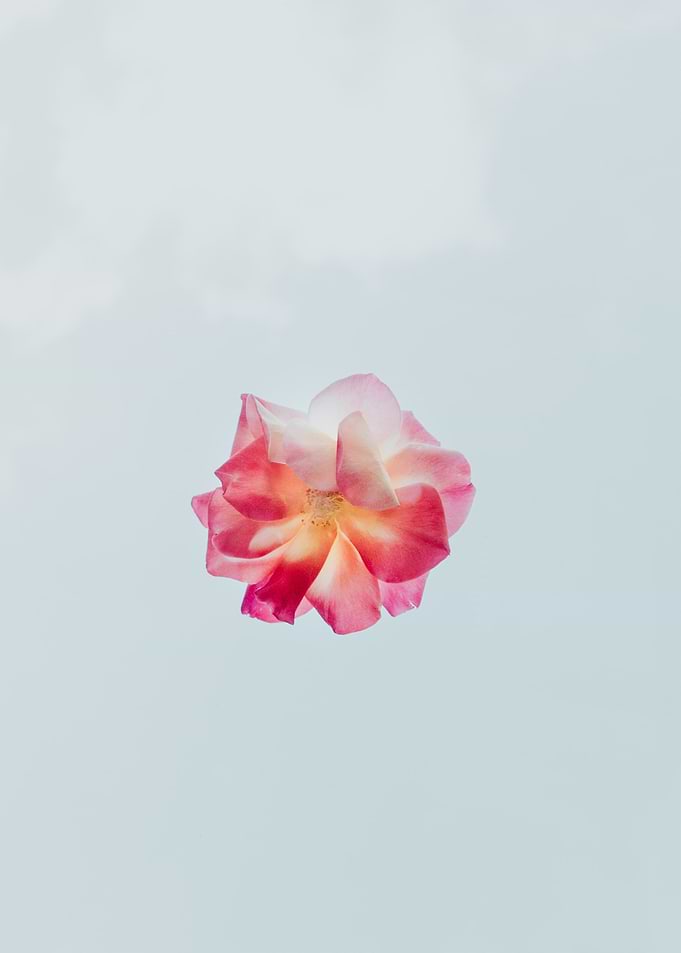 Peach blossom flower